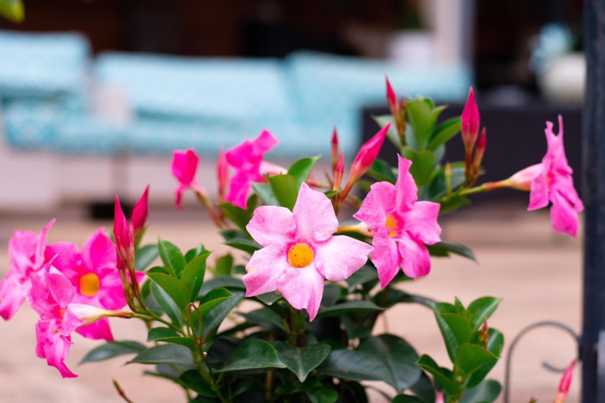 Puma Resort Hotel Doctor Juan Leon Mallorquin Ngoại thất bức ảnh